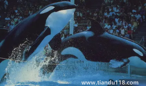 虎鯨的壽命有多長3