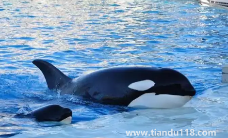 虎鯨到底是海豚還是鯨魚1