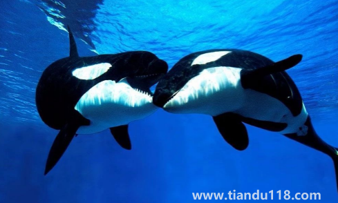 虎鯨為什么對(duì)人類友好最科學(xué)最權(quán)威解釋（人一般掉進(jìn)海里虎鯨會(huì)救嗎）