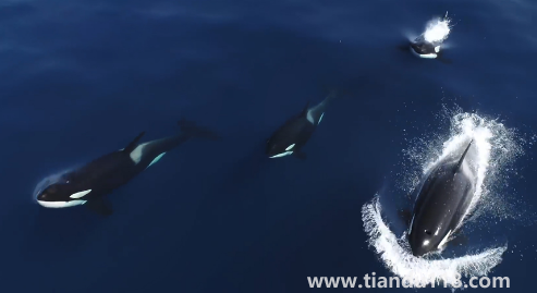 虎鯨15歲智商真的假的（虎鯨和鯨魚(yú)的區(qū)別）