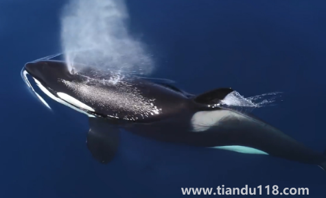 虎鯨說(shuō)臟話是真是假（虎鯨和鯊魚(yú)誰(shuí)最厲害）