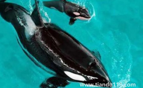 虎鯨會(huì)覺(jué)得人類可愛(ài)嗎（虎鯨為什么這么喜歡人類）