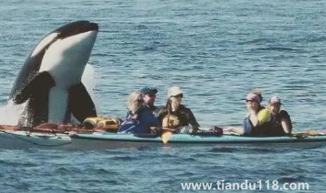 虎鯨會覺得人類可愛嗎3