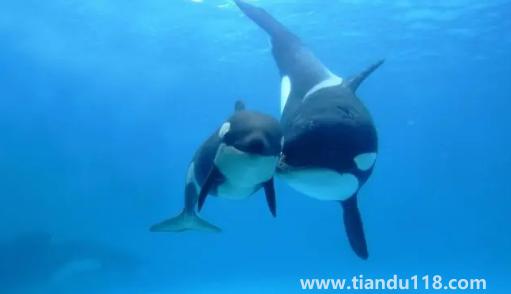 虎鯨受傷了向人類求助會(huì)怎么樣3