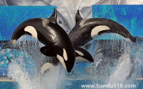 虎鯨現(xiàn)在全世界還剩幾只（中國(guó)海域有虎鯨嗎）