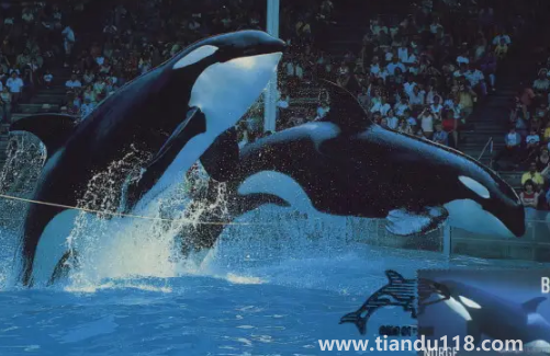 虎鯨多久要浮出水面呼吸2