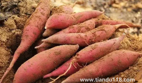 煙薯可以減肥嗎3