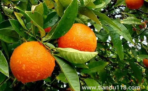 橙子揉一揉會(huì)變甜嗎（買(mǎi)回來(lái)的橙子太酸了怎么變甜）