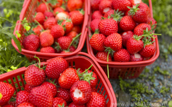 草莓可以凍起來保存嗎(（草莓怎么保存時間久一點）