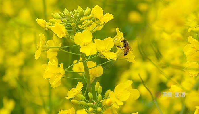 閏四月有啥講究