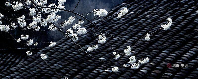 寒食古詩意思解釋和主題思想