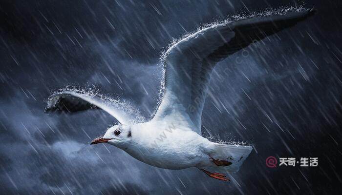 雷雨一課是按照什么的順序來(lái)寫(xiě)的